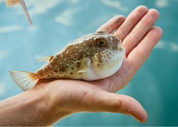Doğu Akdeniz’de görülen balon balıklarının insan sağlığına verdiği zararın boyutları ortaya çıktı