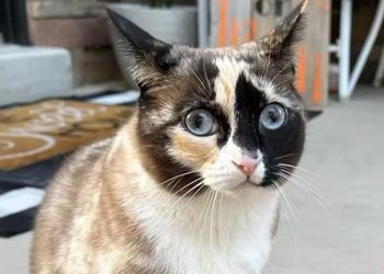 Kargo iade paketine giren kedi yüzlerce kilometre uzağa uçtu