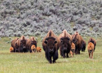 Sarhoşken bizona tekme atan adam hem yaralandı hem tutuklandı