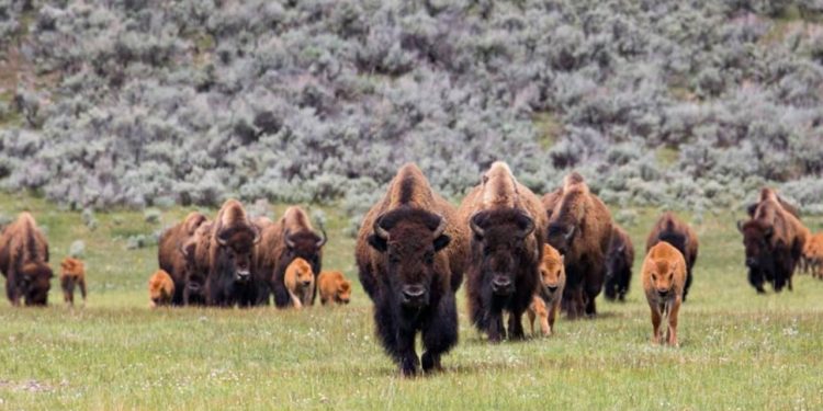 Sarhoşken bizona tekme atan adam hem yaralandı hem tutuklandı