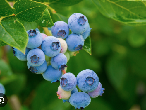 Meyvecilikte yeni uygulamalarla ilgili eğitim