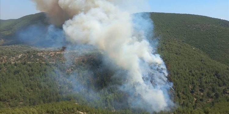 Bodrum’da orman yangını çıktı