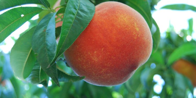 Bursa şeftalisi AB’den coğrafi işaret tescili aldı