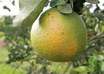 Güzelyurtt’a yeşillenme hastalığıyla ilgili bilgilendirme toplantısı düzenleniyor