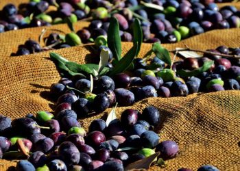 Zeytin ve zeytin ürünleri işletmelerin kayıt zorunluluğu hatırlatıldı