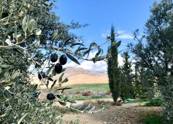 Lefkoşa’da zeytin hasadı 29 Ağustos’ta başlayacak