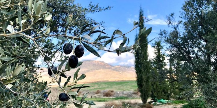 Lefkoşa’da zeytin hasadı 29 Ağustos’ta başlayacak