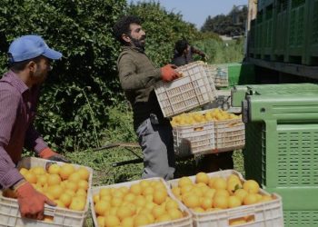 Narenciye Kesim Ekipleri Birliği’nden yabancı işçilerle ilgili açıklama
