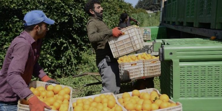 Narenciye Kesim Ekipleri Birliği’nden yabancı işçilerle ilgili açıklama