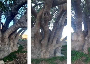 Gazimağusa’da iki ağaç “Anıt Ağaç” olarak koruma altına alındı