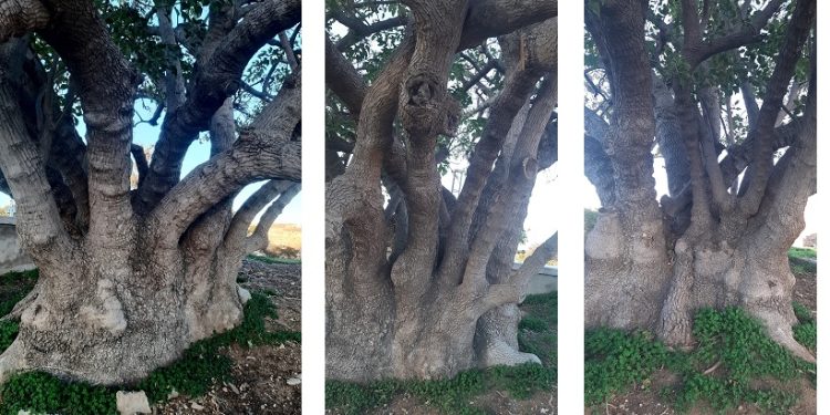 Gazimağusa’da iki ağaç “Anıt Ağaç” olarak koruma altına alındı