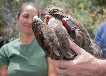 “Kıbrıs’ın Son Kartalı” adlı kısa belgesel film gösterildi