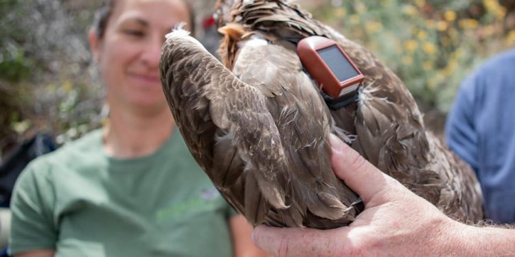 “Kıbrıs’ın Son Kartalı” adlı kısa belgesel film gösterildi