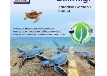 İskele sahilinde bugün caretta carettalar denize bırakılıyor