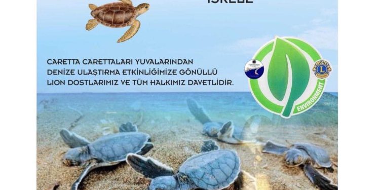 İskele sahilinde bugün caretta carettalar denize bırakılıyor