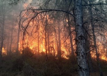 Mersin’de orman yangını çıktı