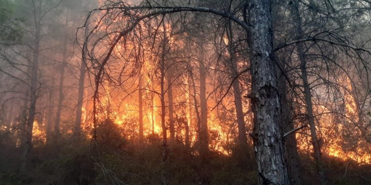 Mersin’de orman yangını çıktı