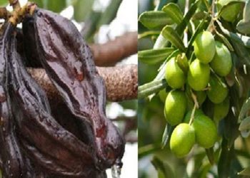 Güzelyurt’ta zeytin ve harup hasadına başlama tarihleri açıklandı