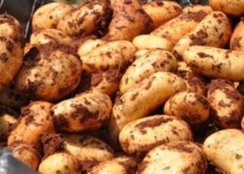 Sonbahar patates ekimi yapılan araziler için son beyan tarihi 15 Ekim