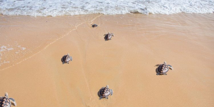 Karşıyaka Güzelyalı Halk Plajı’nda yarın 5. Caretta Caretta Şenliği düzenleniyor