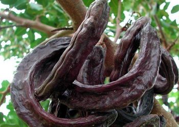 Tulga: Hasadı hızlı başlayan harnubun teşvik fiyatı belirlenmeli