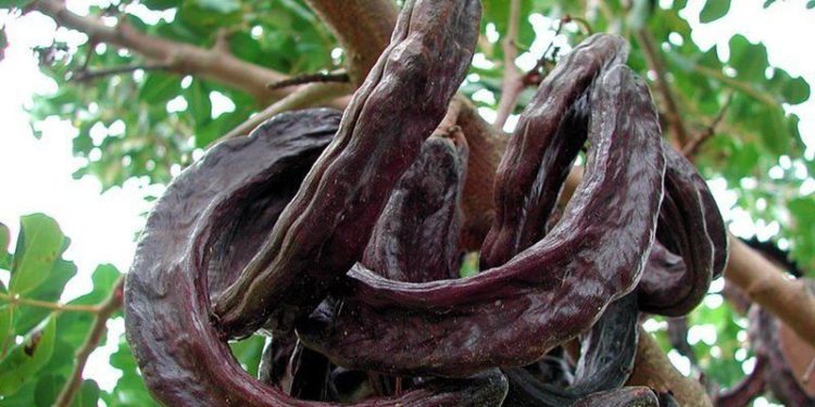 Tulga: Hasadı hızlı başlayan harnubun teşvik fiyatı belirlenmeli