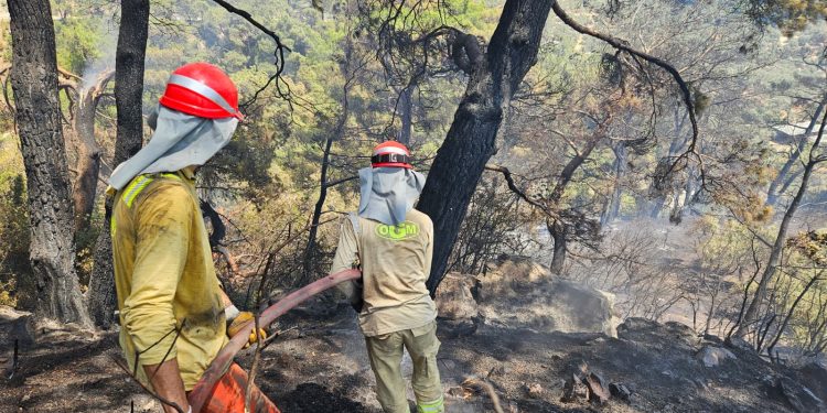 Aydın’ın Germencik ilçesinde çıkan orman yangını kontrol altına alındı