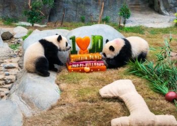 Hong Kong'da ikiz pandaların doğum günü kutlandı