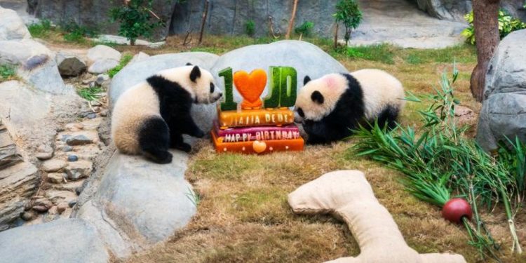 Hong Kong'da ikiz pandaların doğum günü kutlandı