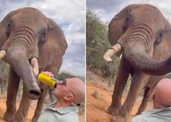 Kenya'da bir turistin filin hortumuna alkol dökmesi öfkeye yol açtı
