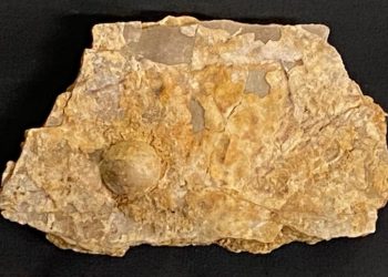 Avustralya'da 100 milyon yıllık fosil inci bulundu