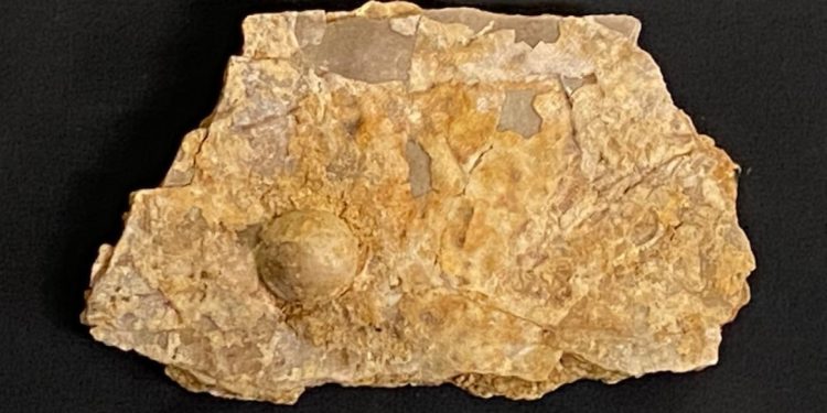 Avustralya'da 100 milyon yıllık fosil inci bulundu