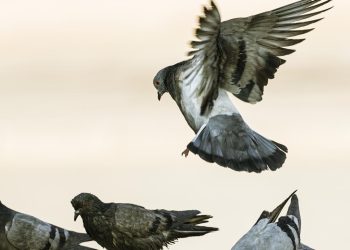 Hindistan'da güvercin beslemek yasaklandı