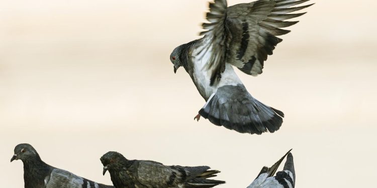 Hindistan'da güvercin beslemek yasaklandı