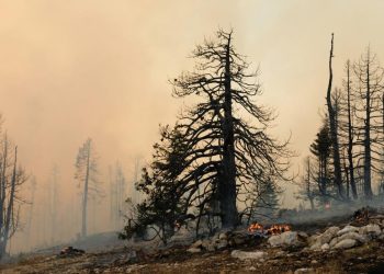 Avrupa Birliği kayıtlardaki en kötü yangın sezonuyla karşı karşıya