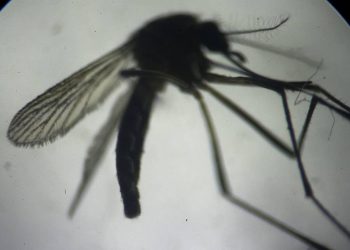 ABD'de ilk kez bir insanda Yeni Dünya vida kurdu sineği vakası tespit edildi