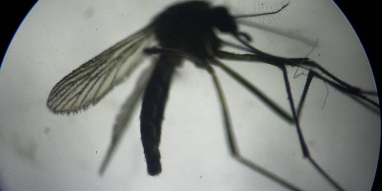 ABD'de ilk kez bir insanda Yeni Dünya vida kurdu sineği vakası tespit edildi
