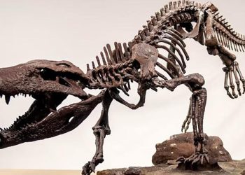 Dinozorlarla beslenen bir timsah keşfedildi