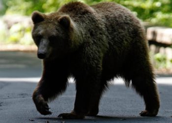 Rusya'da ayı saldırısına uğrayan bir kişi hayatını kaybetti