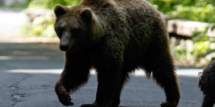Rusya'da ayı saldırısına uğrayan bir kişi hayatını kaybetti