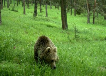 Japonya'da belediyeler, acil durumlarda vahşi hayvanların vurulmasına izin verebilecek