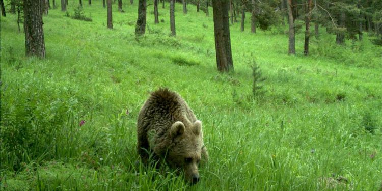 Japonya'da belediyeler, acil durumlarda vahşi hayvanların vurulmasına izin verebilecek