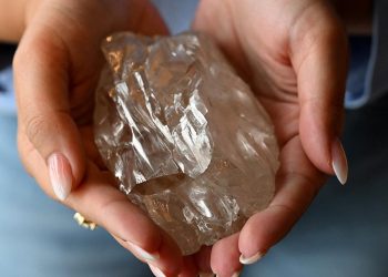 Dünyanın en büyük elması için fiyat belirleniyor