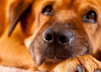 İtalyada turist köpeklere vergi dönemi