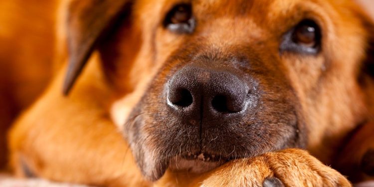 İtalyada turist köpeklere vergi dönemi