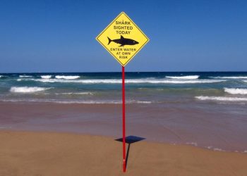 Avustralya'da köpek balığı saldırısı nedeniyle iki plaj kapatıldı