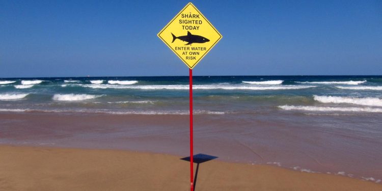 Avustralya'da köpek balığı saldırısı nedeniyle iki plaj kapatıldı