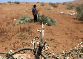 İşgalci İsrailliler, Batı Şeriada Filistinlilere ait zeytin ağaçlarını kesti