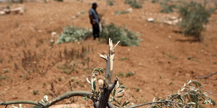 İşgalci İsrailliler, Batı Şeriada Filistinlilere ait zeytin ağaçlarını kesti