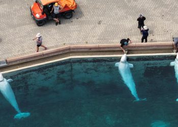 Kanada'da eğlence parkı, bütçe nedeniyle 30 balinayı öldürmeyi planlıyor
